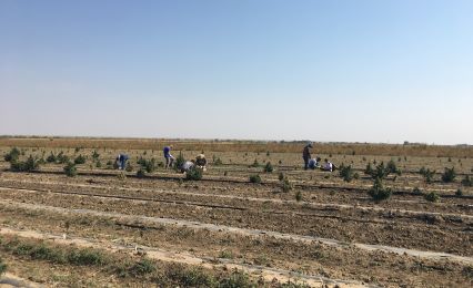 researchers outside studying a field of cannabis