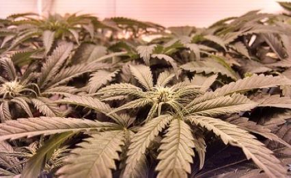 cannabis leaves growing in a laboratory setting