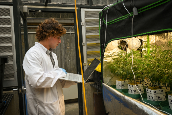 Student researching cannabis leaves outside.